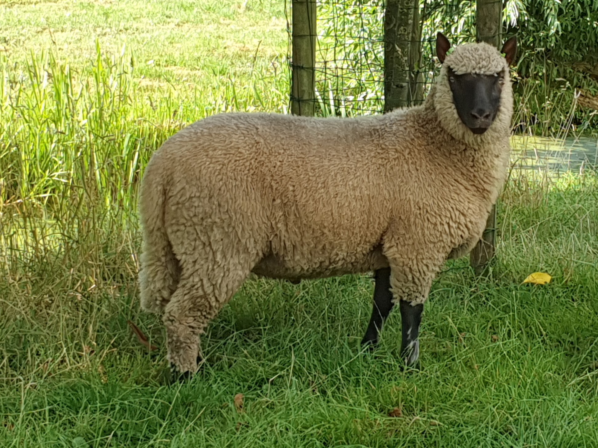 Clun Forest ooi Stal Damburgh